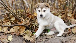 Preview wallpaper puppy, leaves, autumn, dog