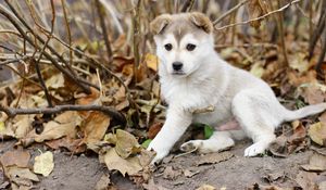 Preview wallpaper puppy, leaves, autumn, dog