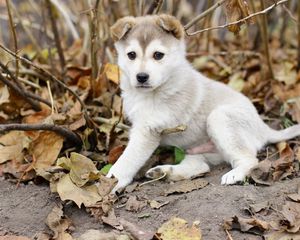 Preview wallpaper puppy, leaves, autumn, dog
