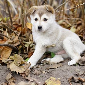 Preview wallpaper puppy, leaves, autumn, dog