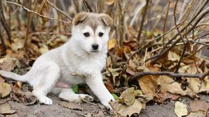 Preview wallpaper puppy, leaves, autumn, playful