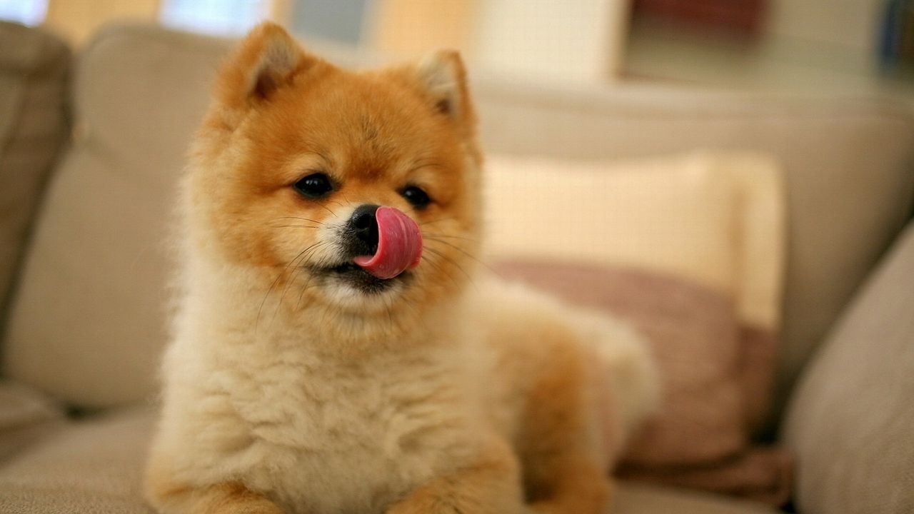 Wallpaper puppy, lick oneself, muzzle, small