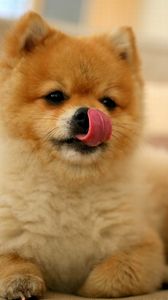 Preview wallpaper puppy, lick oneself, muzzle, small