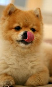 Preview wallpaper puppy, lick oneself, muzzle, small