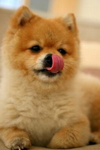 Preview wallpaper puppy, lick oneself, muzzle, small