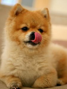 Preview wallpaper puppy, lick oneself, muzzle, small