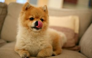 Preview wallpaper puppy, lick oneself, muzzle, small