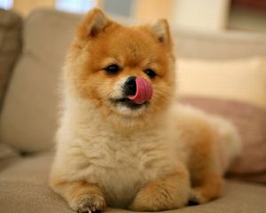 Preview wallpaper puppy, lick oneself, muzzle, small