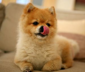Preview wallpaper puppy, lick oneself, muzzle, small