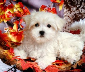 Preview wallpaper puppy, lie, leaves, autumn