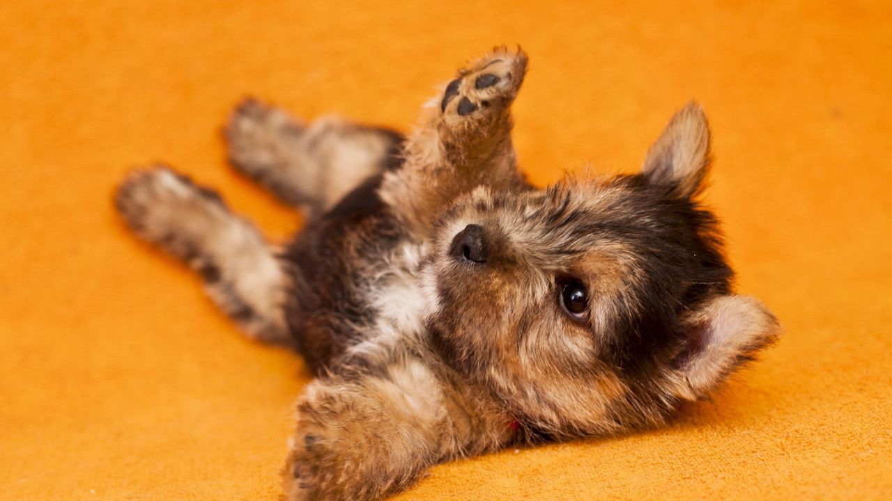Wallpaper puppy, lies, baby, playful