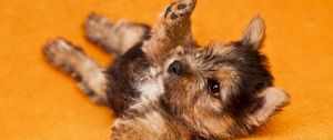Preview wallpaper puppy, lies, baby, playful