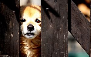 Preview wallpaper puppy, look out, fence, baby