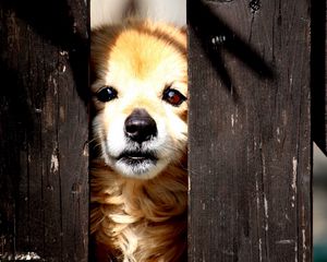 Preview wallpaper puppy, look out, fence, baby