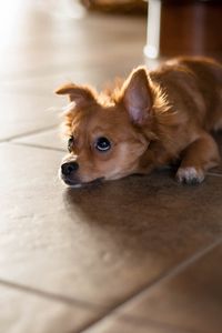 Preview wallpaper puppy, lying, floor