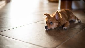 Preview wallpaper puppy, lying, floor