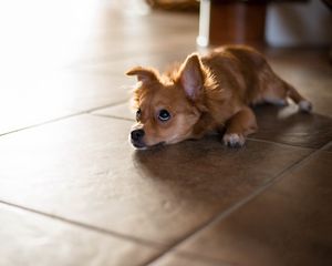 Preview wallpaper puppy, lying, floor