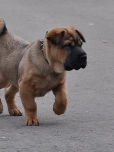 Preview wallpaper puppy, muzzle, brown, run