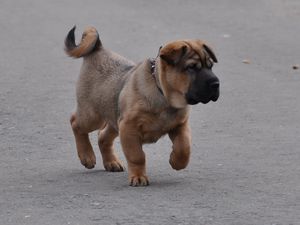 Preview wallpaper puppy, muzzle, brown, run