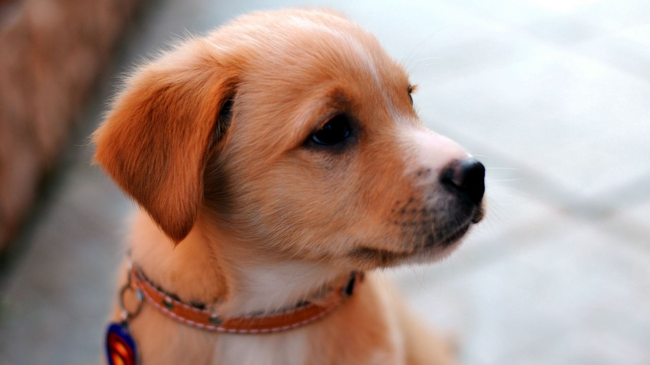 Wallpaper puppy, muzzle, collar, cute, look
