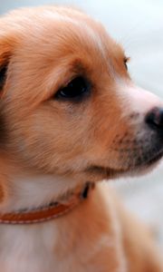 Preview wallpaper puppy, muzzle, collar, cute, look