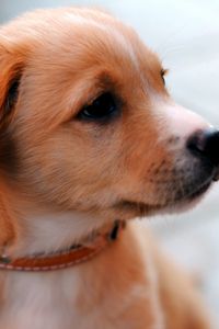 Preview wallpaper puppy, muzzle, collar, cute, look