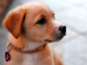 Preview wallpaper puppy, muzzle, collar, cute, look