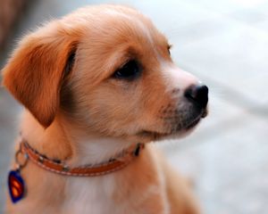 Preview wallpaper puppy, muzzle, collar, cute, look