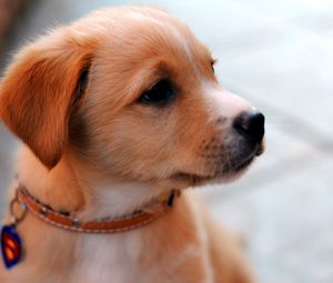 Preview wallpaper puppy, muzzle, collar, cute, look