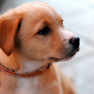 Preview wallpaper puppy, muzzle, collar, cute, look