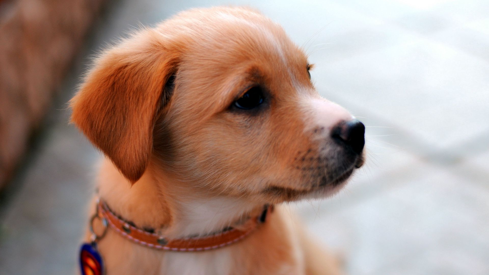 cute puppy muzzle cute puppy muzzle