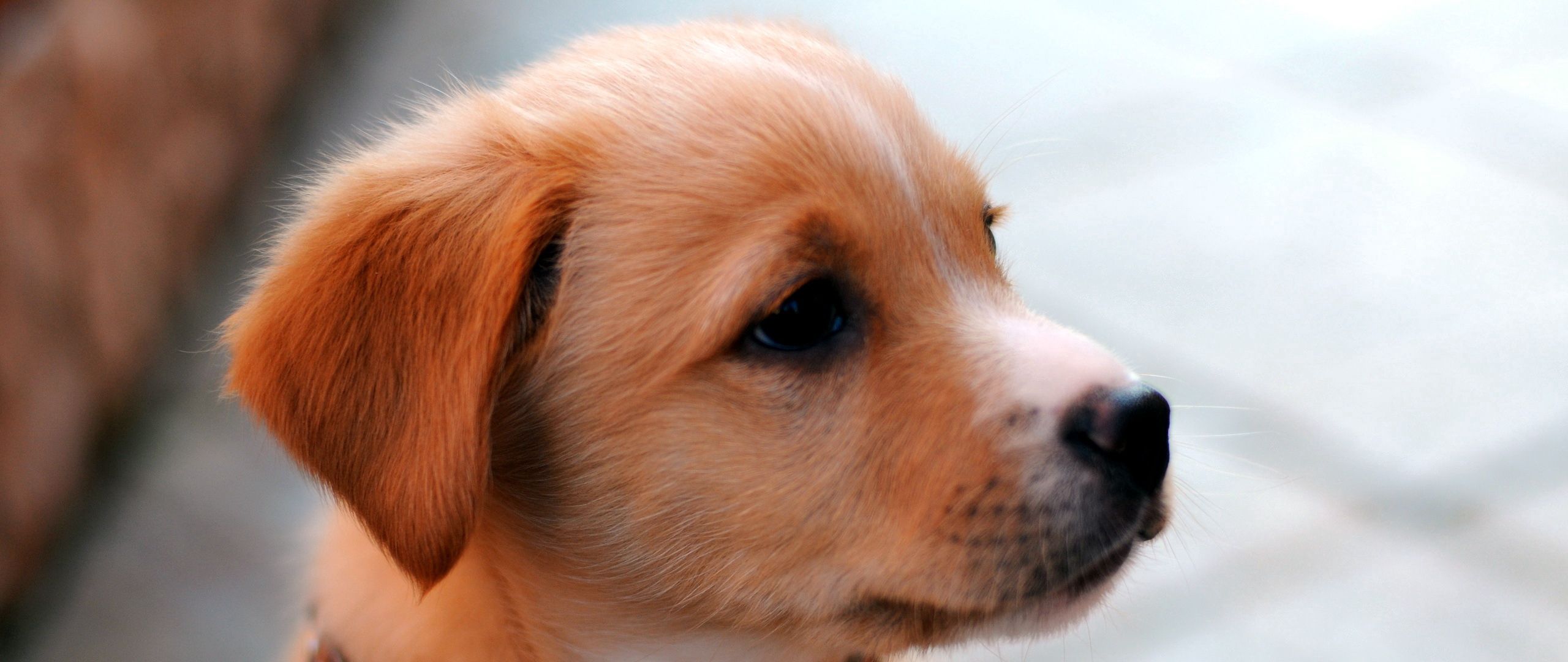 cute puppy muzzle cute puppy muzzle