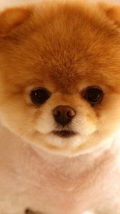 Preview wallpaper puppy, muzzle, cute, fluffy