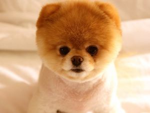 Puppy pocket pc, pda wallpapers hd, desktop backgrounds 800x600 downloads,  images and pictures