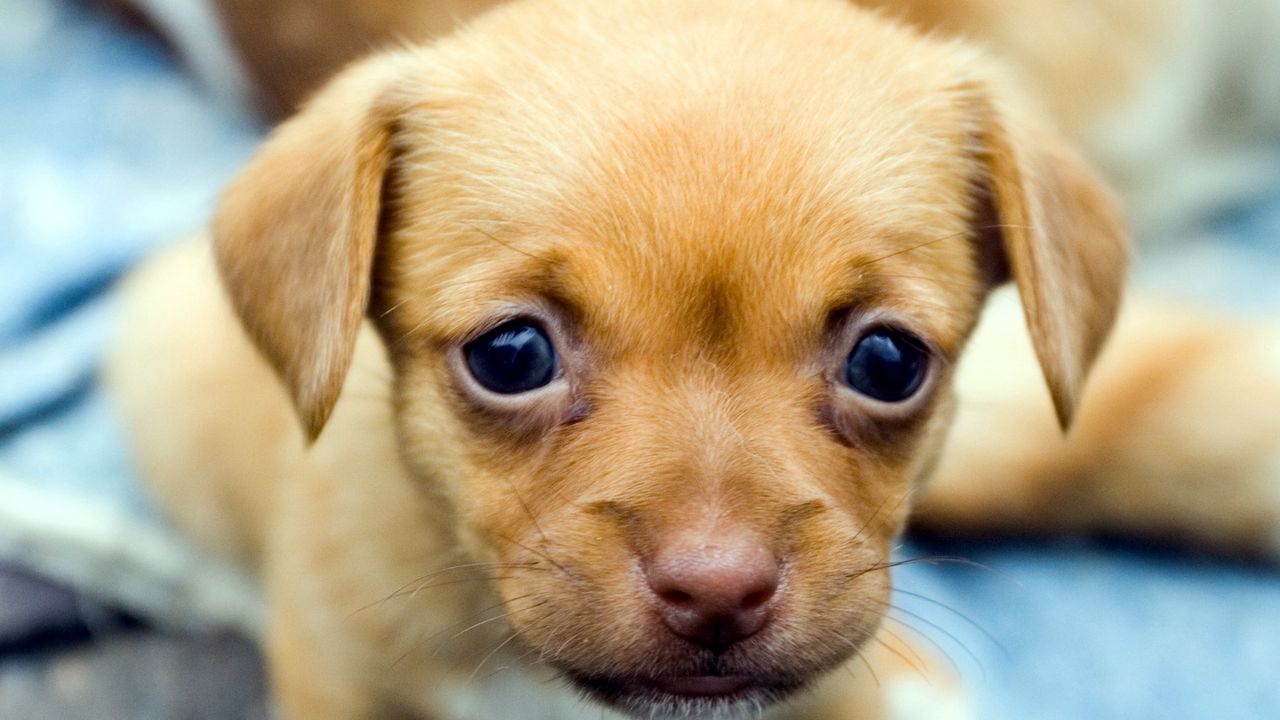 Wallpaper puppy, muzzle, eyes, baby