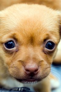 Preview wallpaper puppy, muzzle, eyes, baby