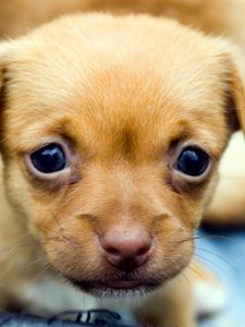 Preview wallpaper puppy, muzzle, eyes, baby