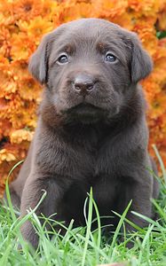 Preview wallpaper puppy, muzzle, flowers, grass