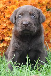 Preview wallpaper puppy, muzzle, flowers, grass