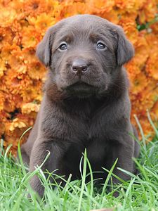 Preview wallpaper puppy, muzzle, flowers, grass