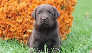 Preview wallpaper puppy, muzzle, flowers, grass