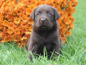 Preview wallpaper puppy, muzzle, flowers, grass