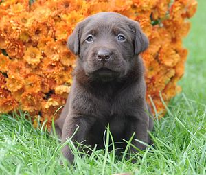 Preview wallpaper puppy, muzzle, flowers, grass