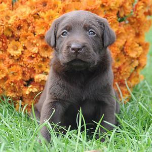 Preview wallpaper puppy, muzzle, flowers, grass