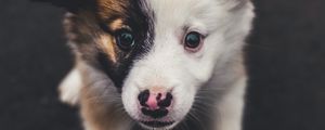 Preview wallpaper puppy, muzzle, spotted, cute