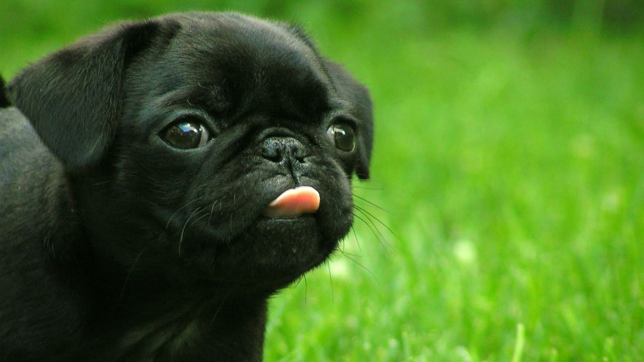 Wallpaper puppy, muzzle, tongue, grass