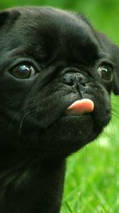 Preview wallpaper puppy, muzzle, tongue, grass