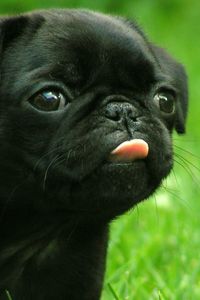 Preview wallpaper puppy, muzzle, tongue, grass