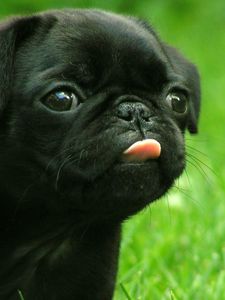 Preview wallpaper puppy, muzzle, tongue, grass