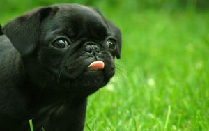 Preview wallpaper puppy, muzzle, tongue, grass